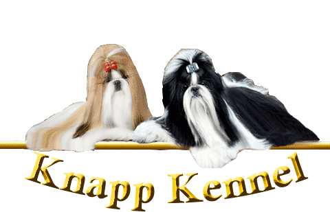 Canil Knapp|Knapp Kennel|shih-tzu