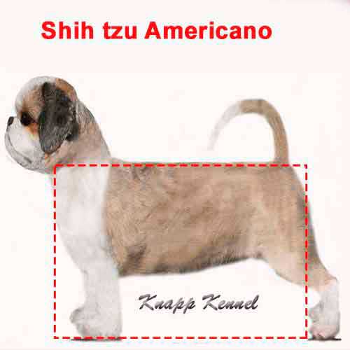 shih tzu americano shih-tzu-americano