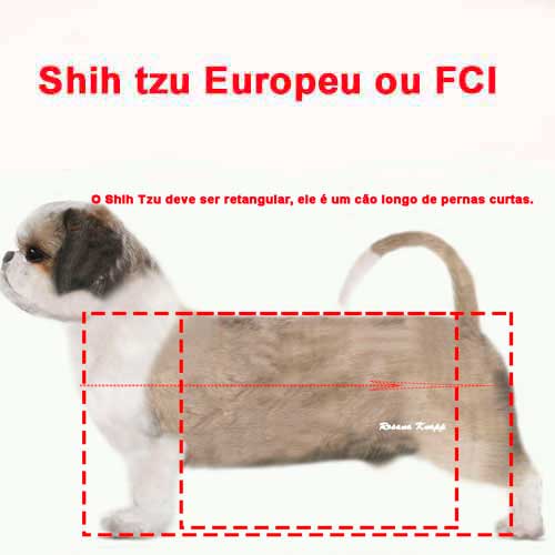 shih tzu europeu shih tzu-europeu