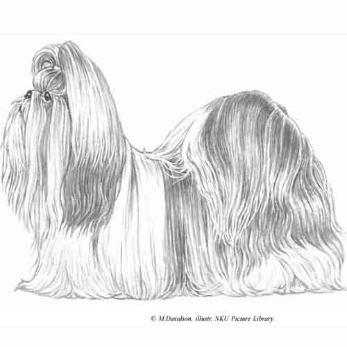 Diferenças do shih tzu europeu e do Shih tzu americano shih tzu-americano-shihtzu-europeu