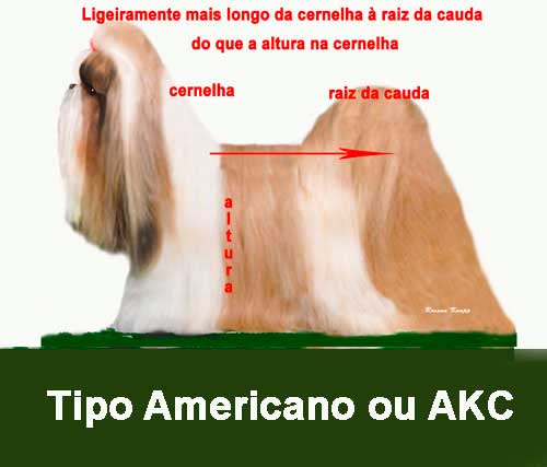shih tzu americano shih-tzu-americano