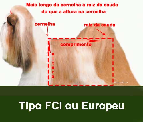 shih tzu europeu shih tzu-europeu