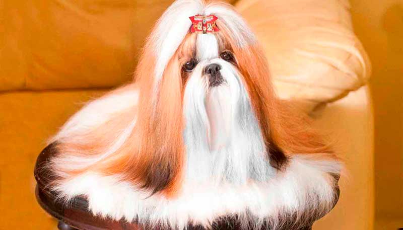 shih tzu filhote