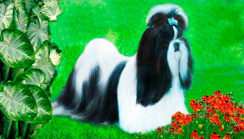 shih tzu filhote