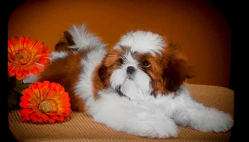 shih tzu filhote