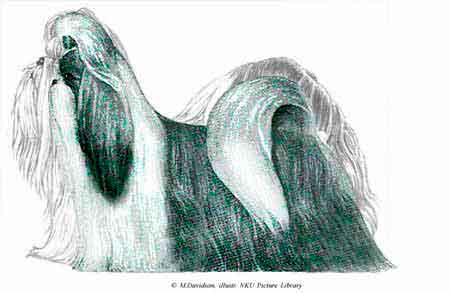 shih tzu americano shih tzu europeu