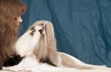 caracteristicas do shih tzu