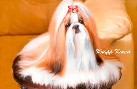 shih tzu garantia