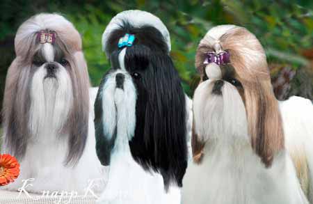 cores do shih tzu