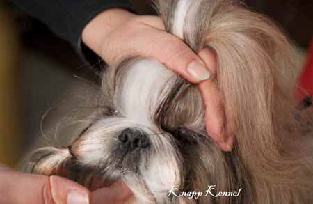 Cuidados com shih tzu