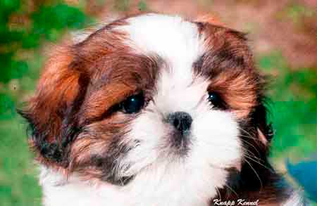 shih tzu filhote