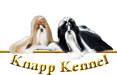 canil-shih-tzu-knapp