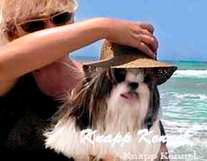 shih tzu femea shih tzu-femea
