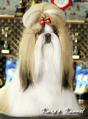 shih tzu macho shih-tzu-macho