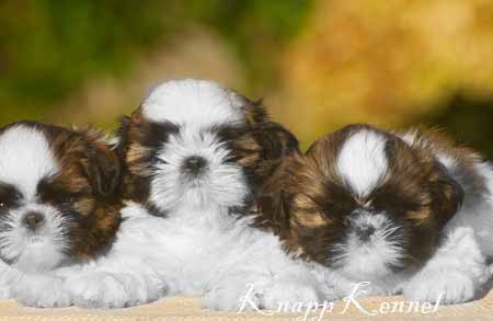 shih tzu macho e Shih tzu femea shih tzu-macho-femea